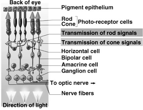 Schematic Layers of the Retina Visual Pigments Visual pigment of the rod cells is