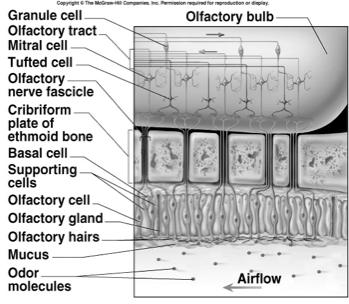 Olfactory Epithelial Cells Olfactory cells neurons with 20 cilia called olfactory hairs binding sites for odor molecules in