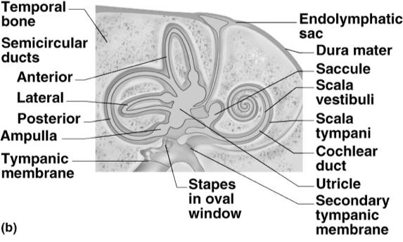 Inner Ear Passageways in temporal bone = bony labyrinth Fleshy tubes lining bony tunnels = membranous labyrinth filled