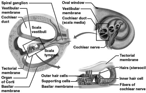 apparatus cochlea Details of Inner Ear Details of Inner Ear Anatomy of the Cochlea 2.