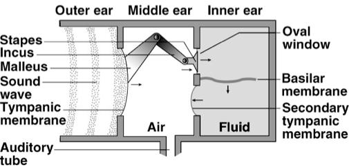 Stimulation of Cochlear Hair Cells Potassium Gates of Cochlear Hair Cells Stereocilia bathed in