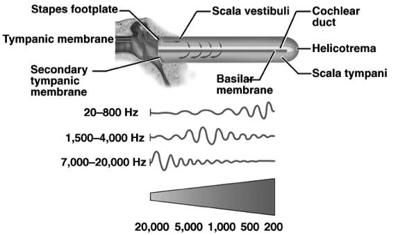 area Determination of pitch depends on which part of basilar membrane is vibrated at peak amplitude