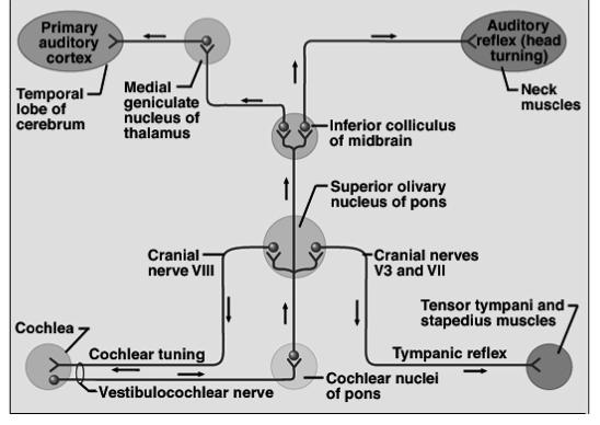 Innervation of Internal Ear Pathways for Control of Hearing Vestibular ganglia is visible in vestibular nerve Spiral ganglia is