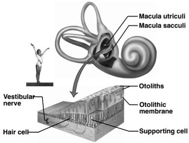 Macula Saccule and Macula Utricle Crista