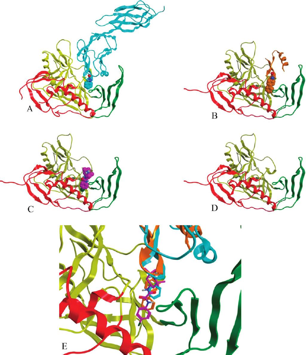Figure 2. The four constructs used in MD simulation are shown in panels A D with the three gp120 domains: inner, outer, and bridging sheet colored as red, yellow, and green ribbons, respectively.