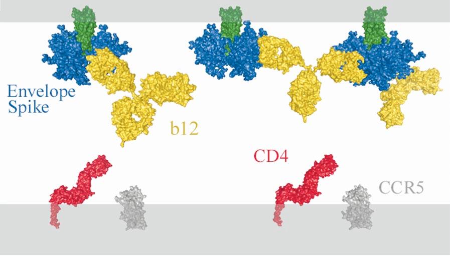 Figure 3 Model of neutralization of HIV-1 by Abs. The Ab b12 binds to envelope spikes on the viral membrane (top) and prevents interaction with cell membrane viral receptors (bottom).