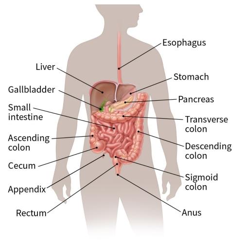 Food and liquids that are swallowed travel through the inside of the esophagus (called the lumen) to reach the stomach.