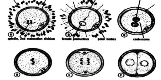4. Fertilization of the eggs in the laboratory. After the eggs have been obtained from the ovary, the male partner must provide a semen sample. Sperm are prepared to enable them to fertilize eggs.
