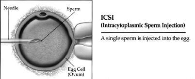 Usually, fertilization of the egg occurs within the first 18 hours after insemination; by the second day, the egg has already divided in two, four, or more cells (embryo stage).