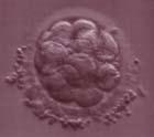 If there are three (3) or fewer embryos with good characteristics, they are usually transferred on the third day.