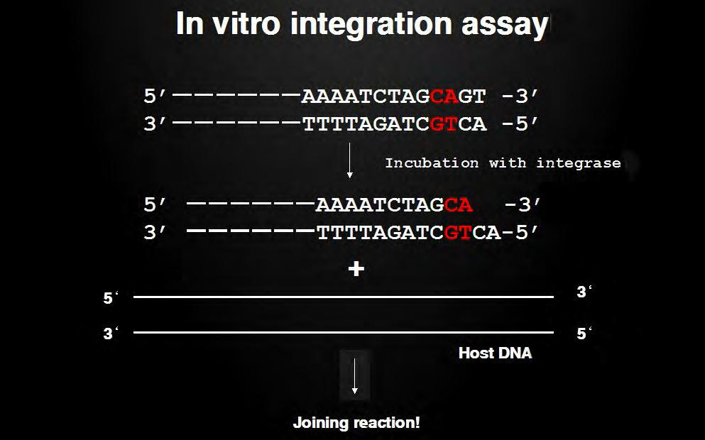 HIV-1 Selectively Integrates Into Host DNA In Vitro 307 retroviral cdna and integrase. Yoshinaga et al.