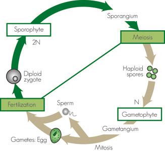 This diagram represents the life cycle that generally characterizes plants. One of the two generations of a plant s life cycle is typically dominant to the other generation.