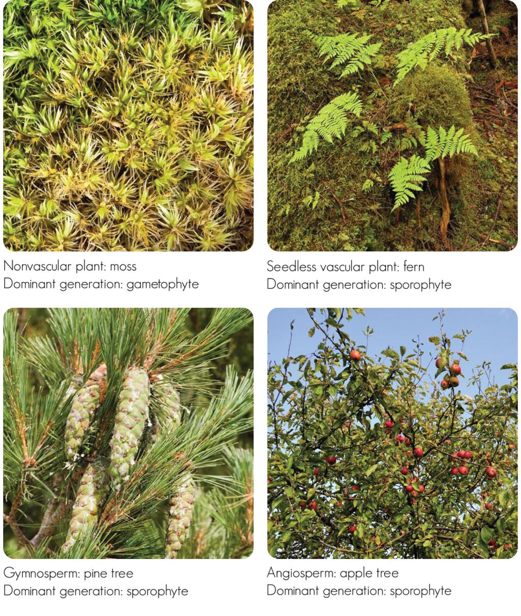 All of these photos show plants of the dominant generation in their life cycle. Life Cycle of Nonvascular Plants Nonvascular plants include mosses, liverworts, and hornworts.