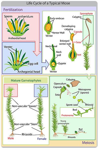 Like other bryophytes, moss plants spend most of their life cycle as gametophytes. Find the sporophyte in the diagram.