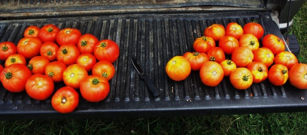 Tomatoes on the left were from plots that had extra K added to them through the drip during the