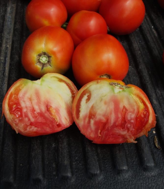 Both tomatoes looked nice and red before being cut open.