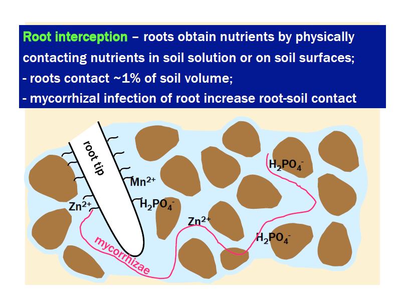 Infection by mycorrhizae fungus in plant roots allows the plant to absorb greater amounts