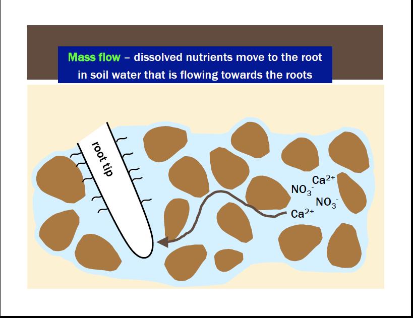 Mass flow is the way most nutrients move to the plant s roots.