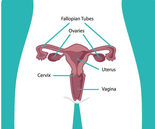 What are gynecologic cancers?