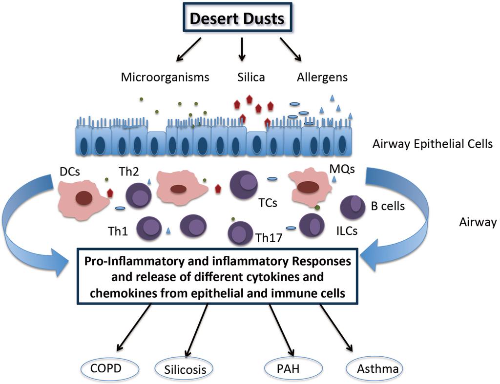 Figure 1. Immune responses to different particles in desert dust. Various components of dust that penetrate into the airways have effects on the epithelium.