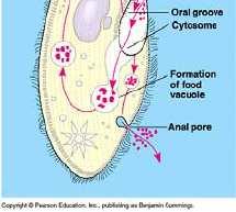 Protists Paramecium Endocytosisof food particle Fusion