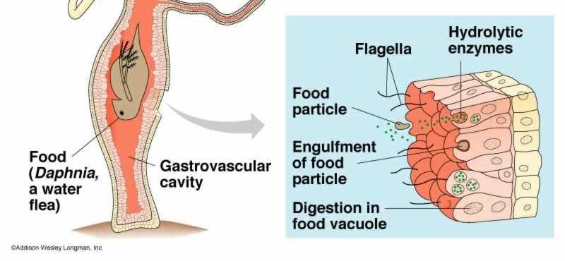 Food circulated in gastrovascular cavity Cnidarians Hydra Waste materials are eliminated into the GVC, out