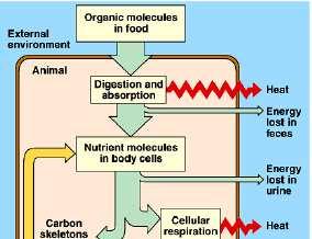 Bioenergetics of an animal 1.