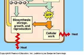 ATPpowers resting metabolism, activity, and temperature