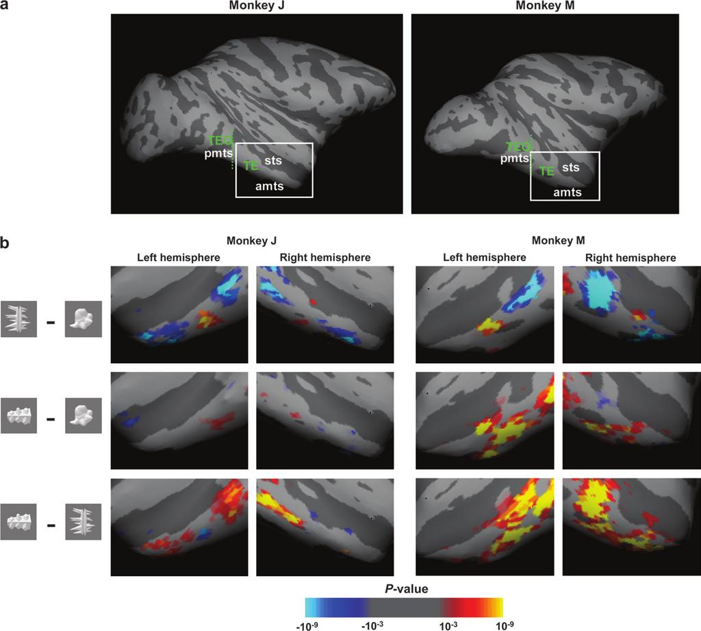 Op Figure 3. Significance maps of selectivity for novel object classes across anterior IT cortex (data from Experiment 1). (a) Anatomical location of anterior IT cortex (area TE).