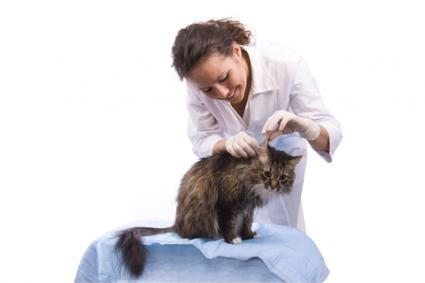 Hyperthyroidism in Cats Compounding opportunities Transdermal gels Watch absorption Delayed first two weeks (compared to oral)