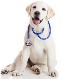Hyperadrenocorticism in Dogs Drug Treatment Trilostane (Vetoryl ) Most common Potential carcinogen FDA
