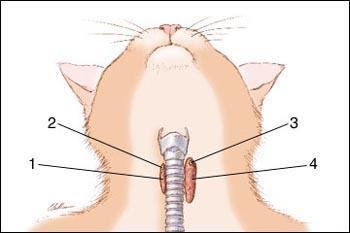 Hyperthyroidism in Cats Often benign enlargement of thyroid gland No breed or sex preference Middle-age to older cats Symptoms Weight loss, polyphagia, vomiting,