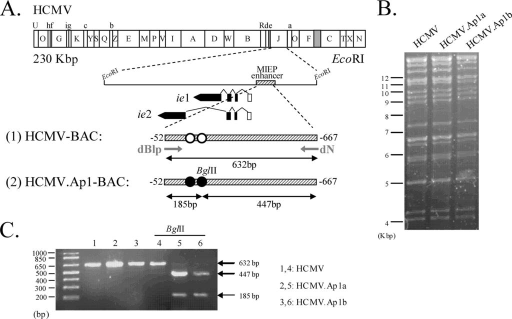 1738 ISERN ET AL. J. VIROL. FIG. 3. Construction of HCMV mutants with the AP-1 sites in the MIEP enhancer disrupted. (A) Schematic representation of the HCMV- BAC genomes generated.