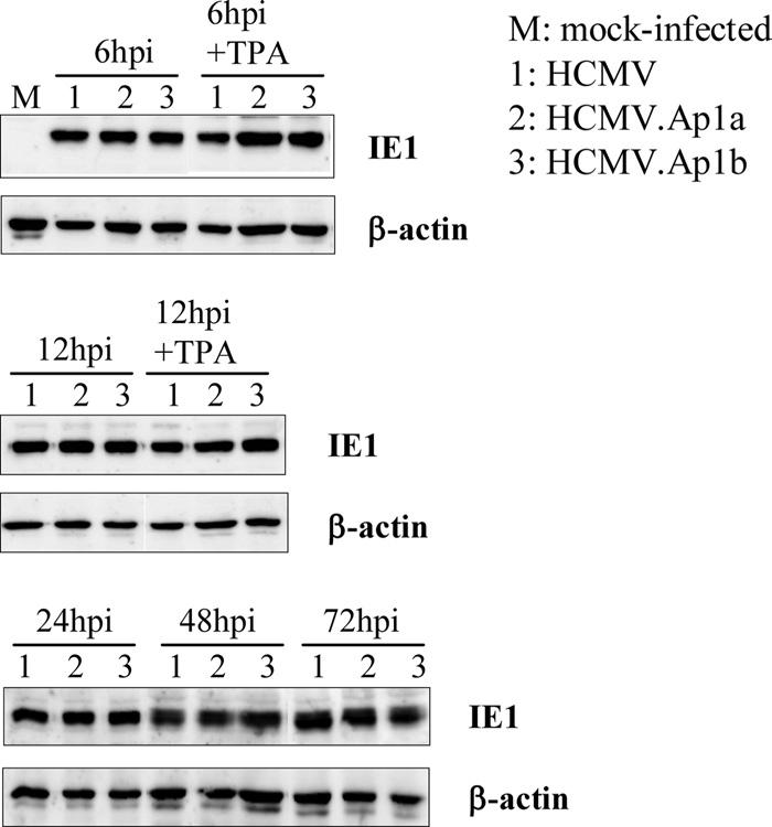 VOL. 85, 2011 ROLE OF HCMV MIEP AP-1 ELEMENTS 1739 FIG. 4. Analysis of IE1 expression in HCMV.Ap1-infected cells. HEL299 fibroblasts were mock infected or infected at an MOI of 0.