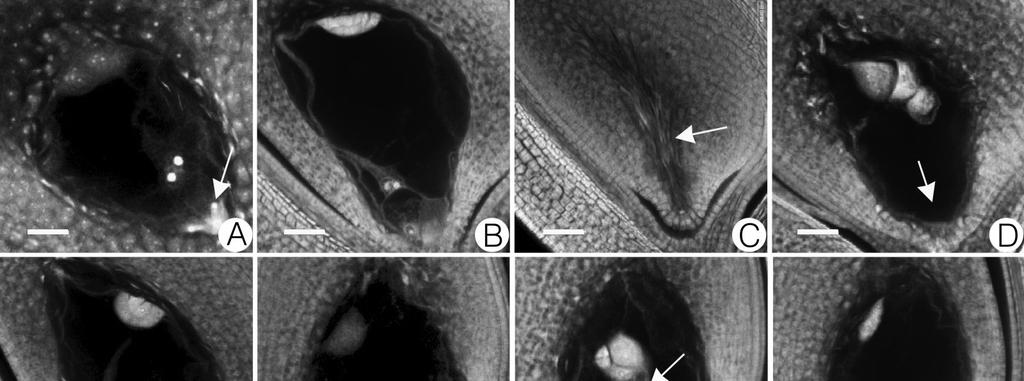 300 Rice Science, Vol. 17, No. 4, 2010 Fig. 3. Mature embryo sacs in autotetraploid indica/japonica rice hybrid (Bars=25 μm).