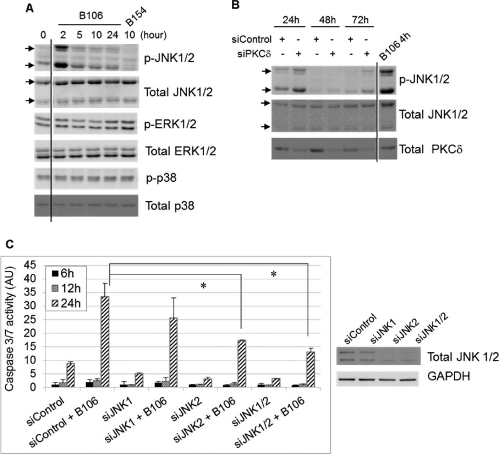 ACS Chemical Biology Articles Figure 4. PKCδ inhibition triggers an apoptotic response through activation of JNK. PKCδ inhibition activates JNK.