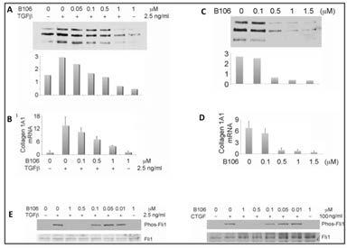 SUPPLEMENTAL INFORMATION FOR REVIEW There are few substrates established to be unique to PKCδ. One such is the phosphorylation of transcription factor Fli1 after TGFβ or CTGF stimulation.