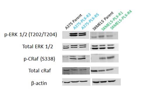 Figure: RAF/MEK/ERK pathway activation in PLX4032-resistant melanoma cell line derivatives.