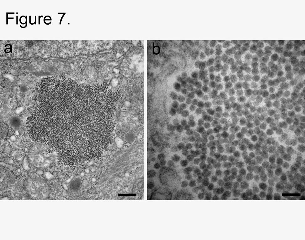 Notice the resemblance of the secretory granules to aquareovirus in Figure 3. (c) multivesicular bodies (arrowheads) in a hepatocyte of Atlantic salmon.