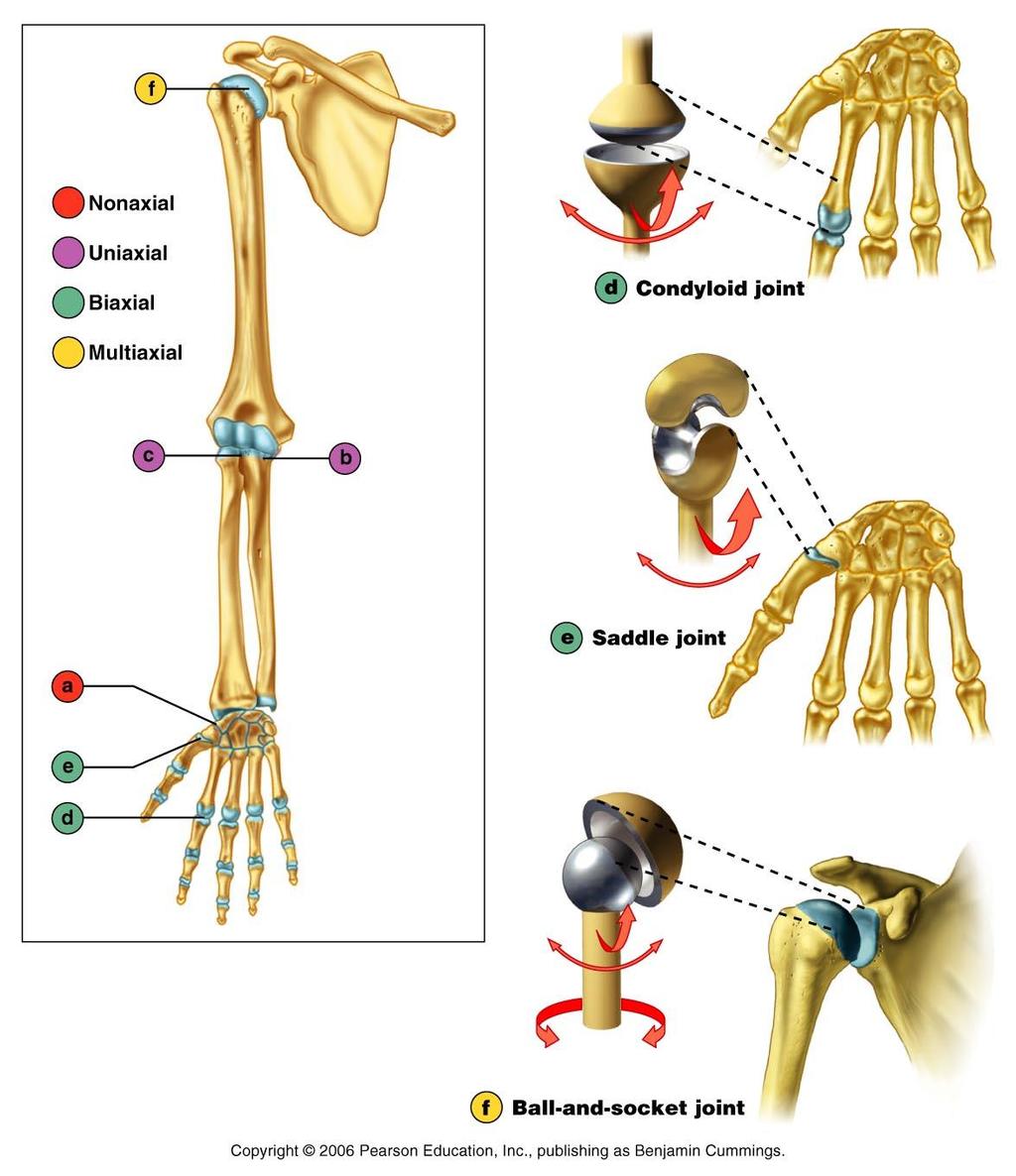 -- condyloid = allows all movements except rotation (e.g. between metacarpals amid proximal phalanges).