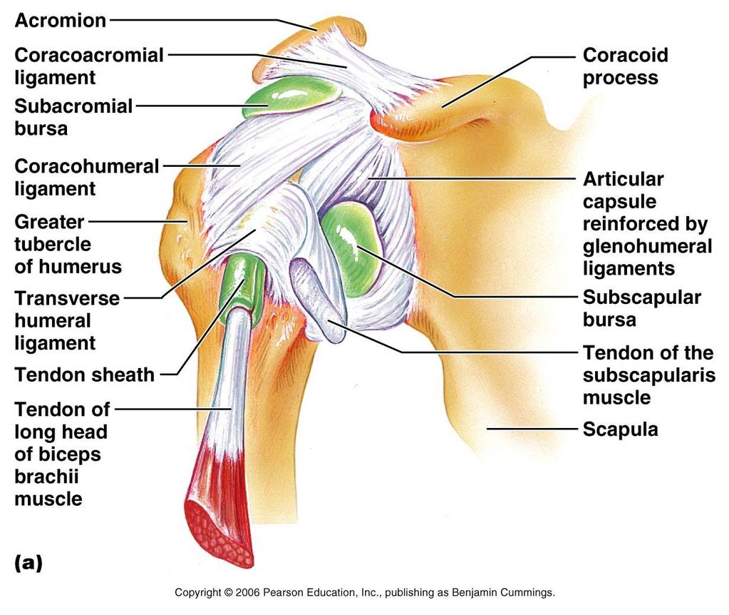 Shoulder Joint Rotator cuff : muscles that Encircle the shoulder joint.