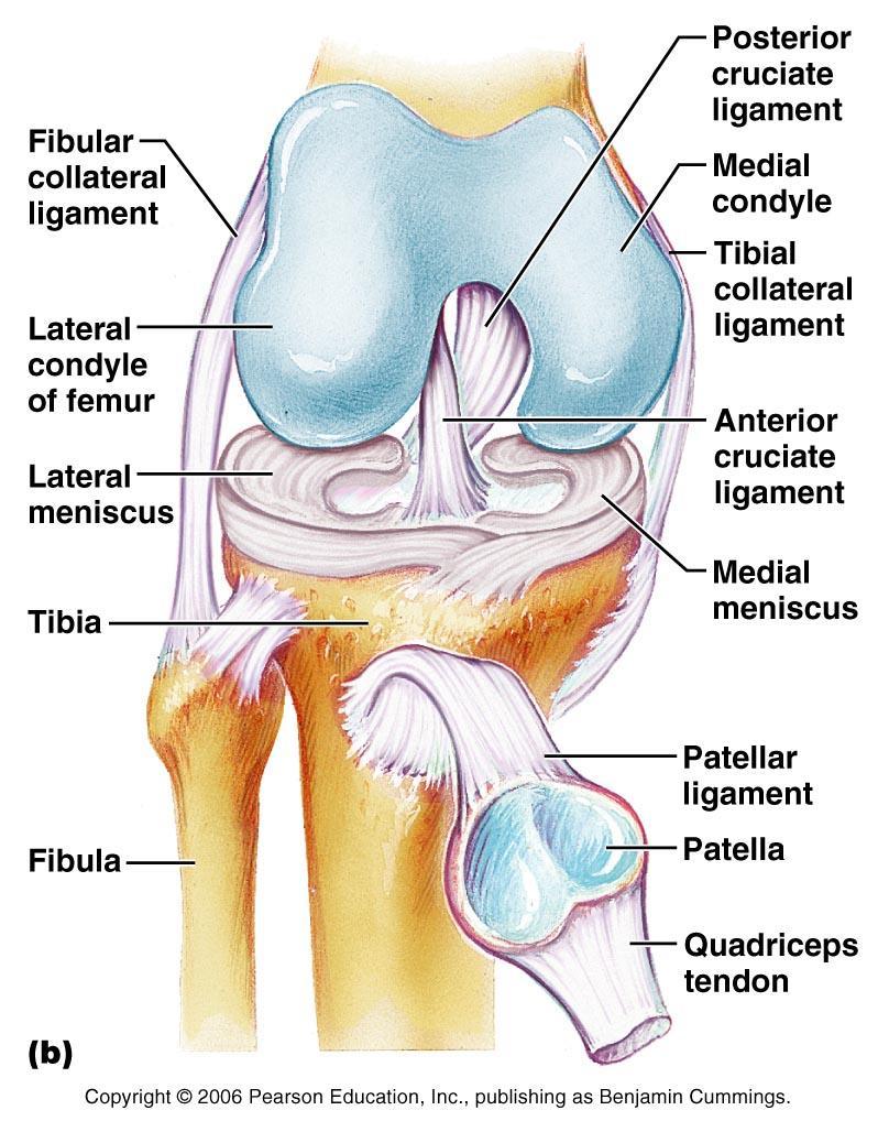 Intercapsular ligaments: are within the joint and include the Anterior & Posterior Cruciate ligaments. * Ant. cruciate: extends from the ant. intercondylar area of tibia to lat.