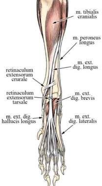 under the caudal part. Lateral to rectus femoris can vastus lateralis be found.