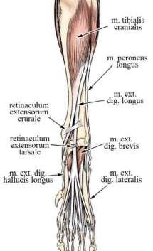 It arise from the collateral ligament of stifle+ adjacent parts of fibula and tibia. It s turning laterally and is not covered by the crural or the tarsal retinaculum but it has a synovial sheet.