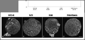 Morphological signs of oocyte polarity and asymmetric division partially lost in mouse non-gonadotropin supplemented IVM Working Model IVM IVO Are these morphological differences correlated with the