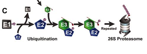 reaction is catalyzed by members of the E3 enzyme class. E3 binds to E2 and the protein substrate, inducing the transfer of ubiquitin from E2 to the substrate.