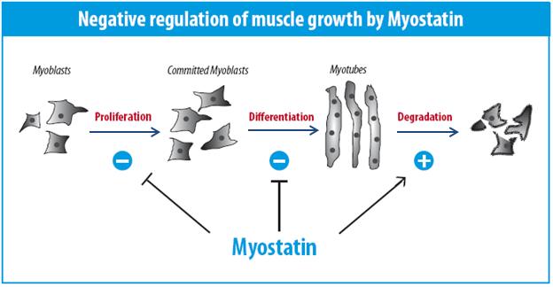 Conversely, myostatin can induce atrophy via an inhibitory effect on translation.