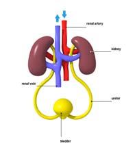 Acute Kidney Injury-Causes The causes of acute kidney injury can be divided into three categories: Pre-renal Intrinsic renal Post-renal Abnormalities in fluid and electrolyte balance are some of the