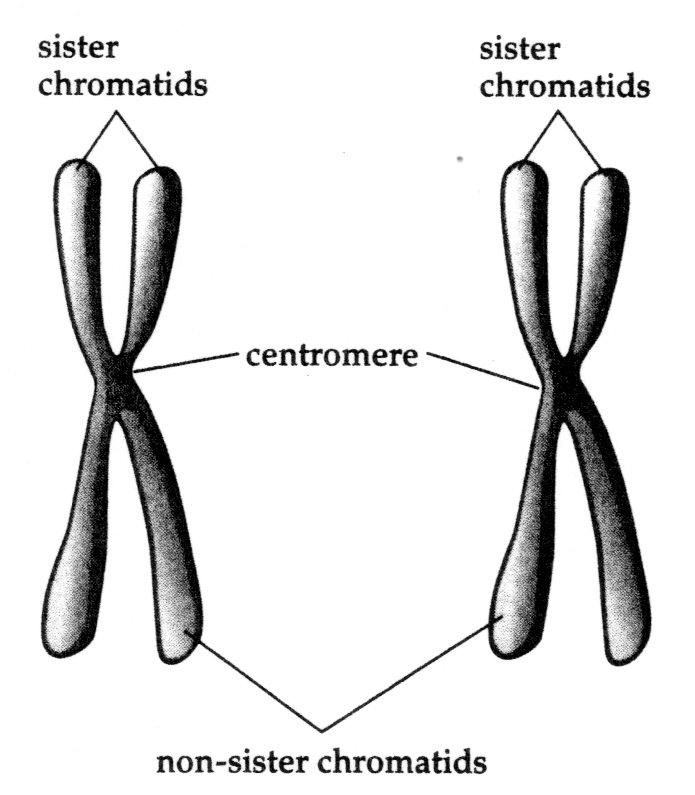 4. Move your duplicated chromosomes to the next circle, marked prophsae through telophase of meiosis I. You ll complete prophase through telophase of meiosis I in the same circle. 5. As shown in Fig.