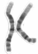 (Original-Alexander Smith - CC BY- NC 3.0) Humans, like all other species, store their genetic information in cells as large DNA molecules called chromosomes.